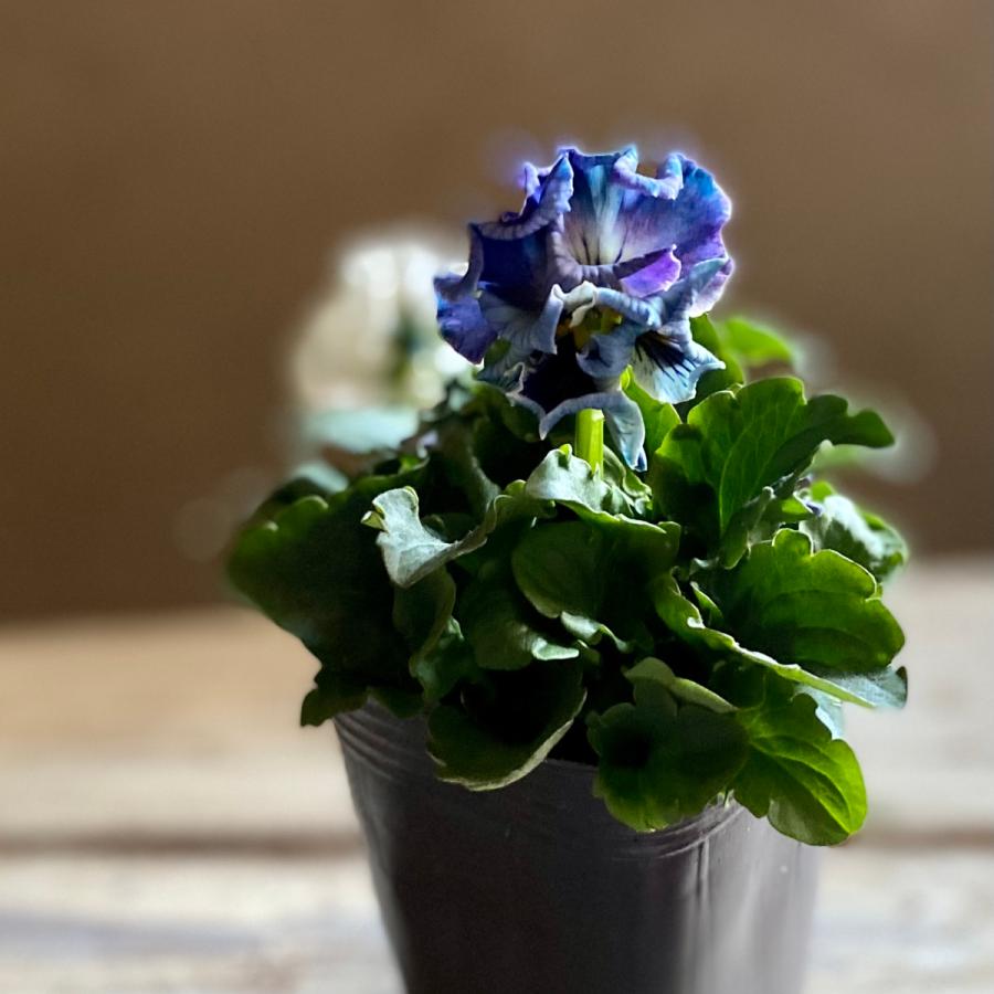 アンティークフリルパンジーフルール2.5号2個セット : a.k.g - 通販