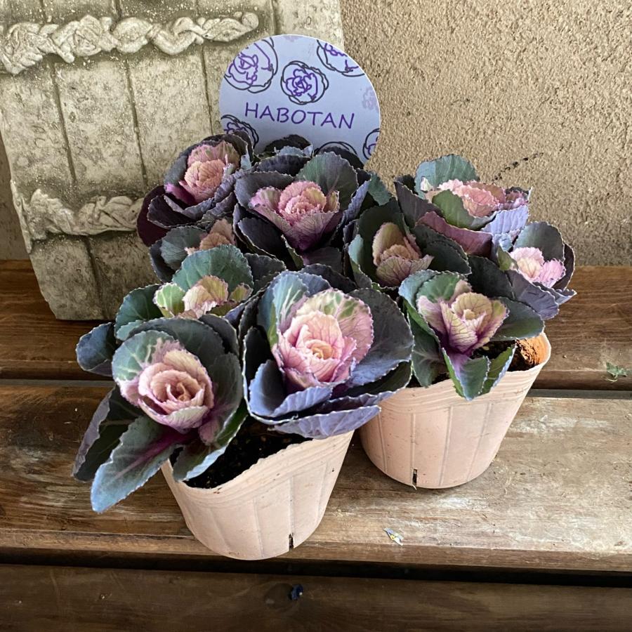 ファジーさんの葉牡丹 クリームアンティーク  3ポット |  | 01