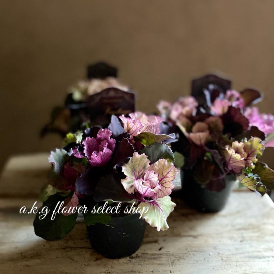 葉牡丹ヴィンテージブーケヴィンテージペインハボタンビンテージブーケ