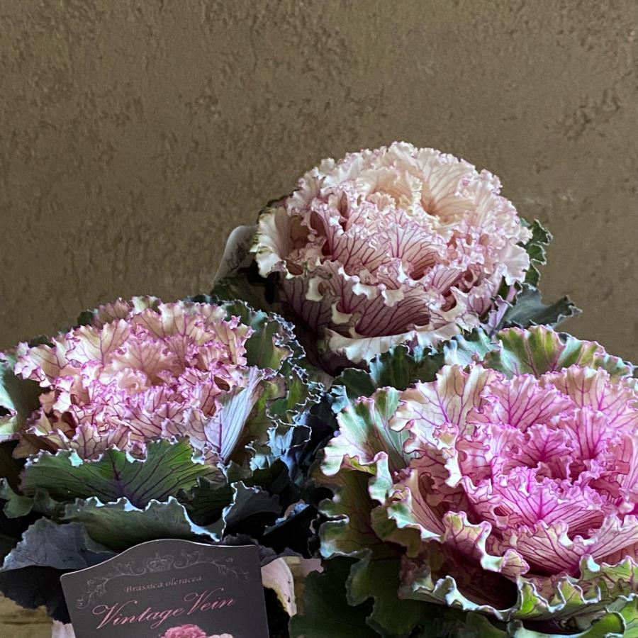 葉牡丹ヴィンテージペインハボタン2.5寸 : a.k.g - 通販 - Yahoo