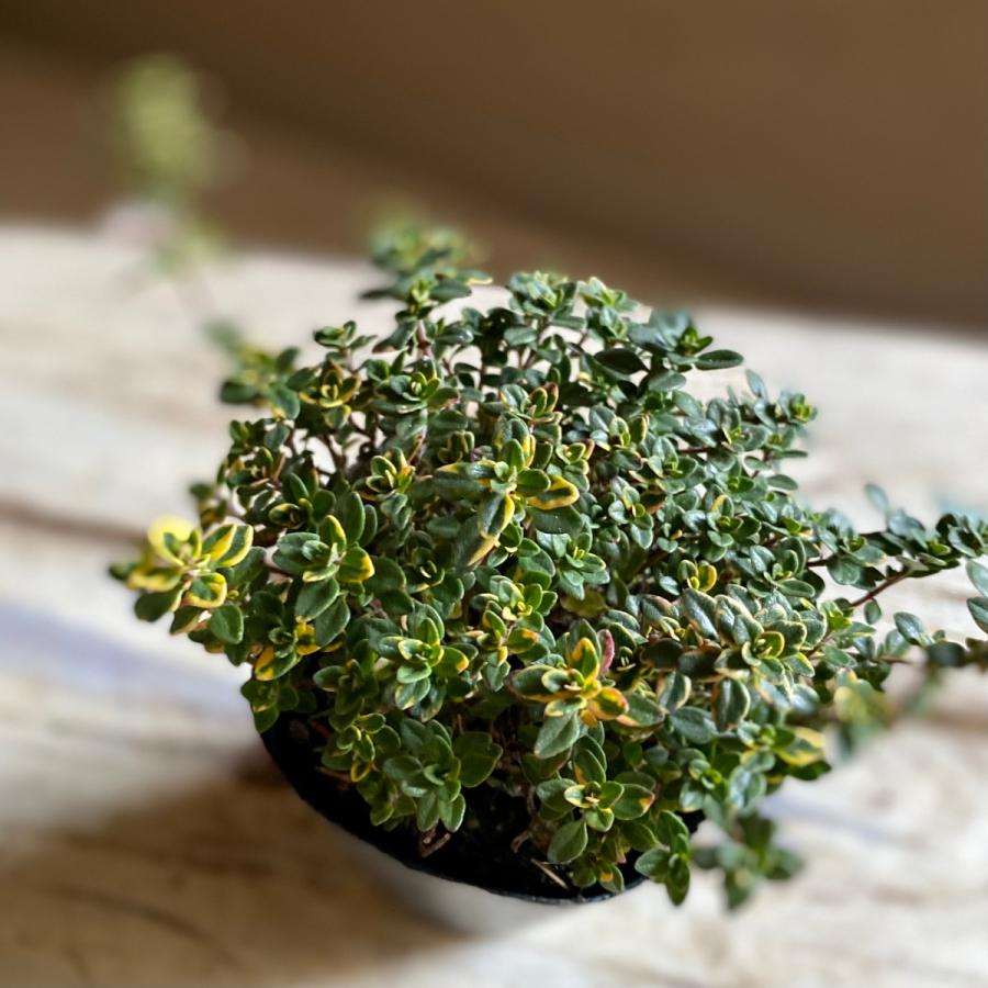 ゴールデンレモンタイムハーブ Habu17 A K G 通販 Yahoo ショッピング