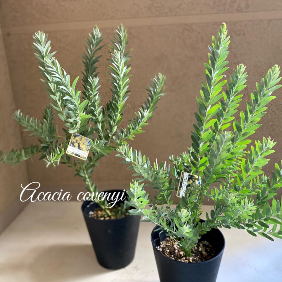 アカシアブルーブッシュ5号鉢 Kaboku A K G 通販 Yahoo ショッピング