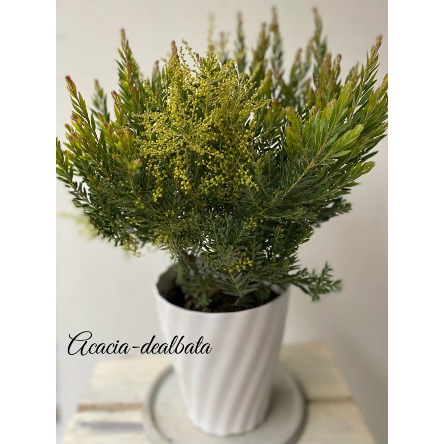 アカシアテレサ5寸 Kaboku01 A K G 通販 Yahoo ショッピング