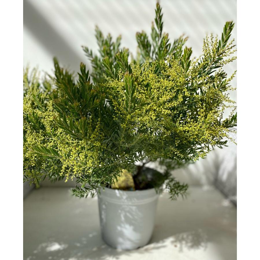 アカシアテレサ6寸 Kaboku02 A K G 通販 Yahoo ショッピング