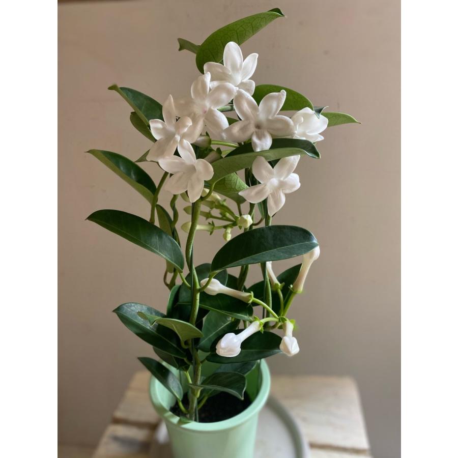 Sale マダガスカルジャスミン4号花なし Kaboku08 A K G 通販 Yahoo ショッピング