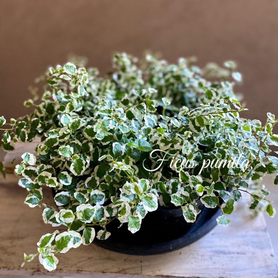 フィカスプミラ３号ポット Kannae09 A K G 通販 Yahoo ショッピング