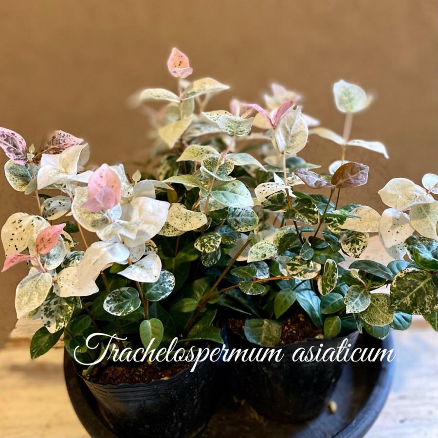 ハツユキカズラテイカカズラ Kannae10 A K G 通販 Yahoo ショッピング