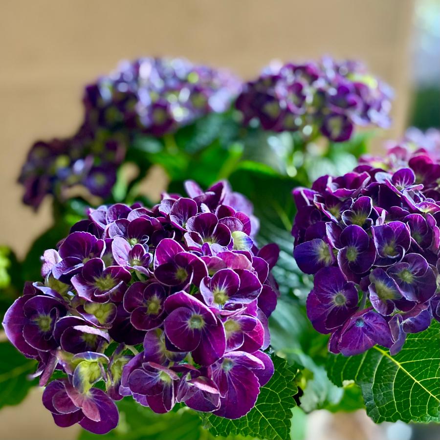 秋色紫陽花 カーリーウーリー パープル アジサイ あじさい : a.k.g