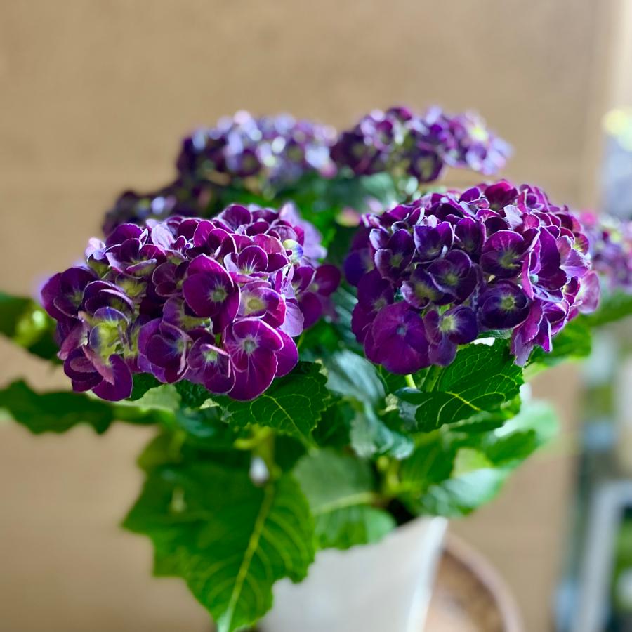 秋色紫陽花 カーリーウーリー パープル アジサイ あじさい : a.k.g