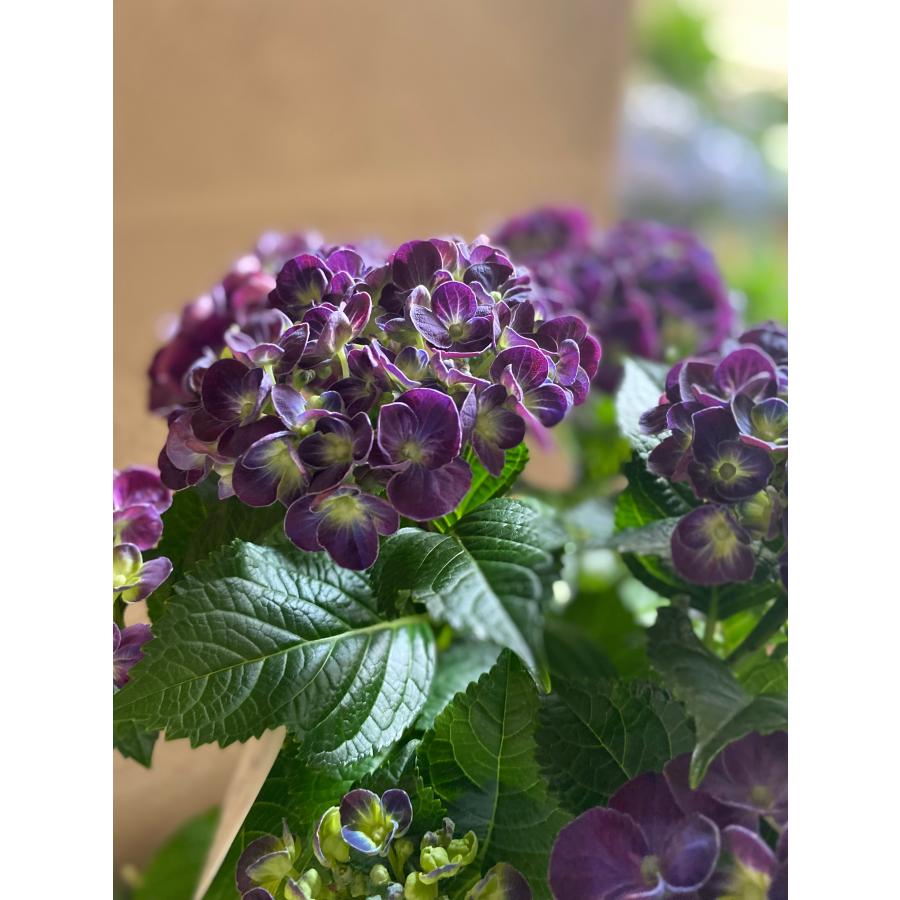 秋色紫陽花 カーリーウーリー パープル アジサイ あじさい : a.k.g