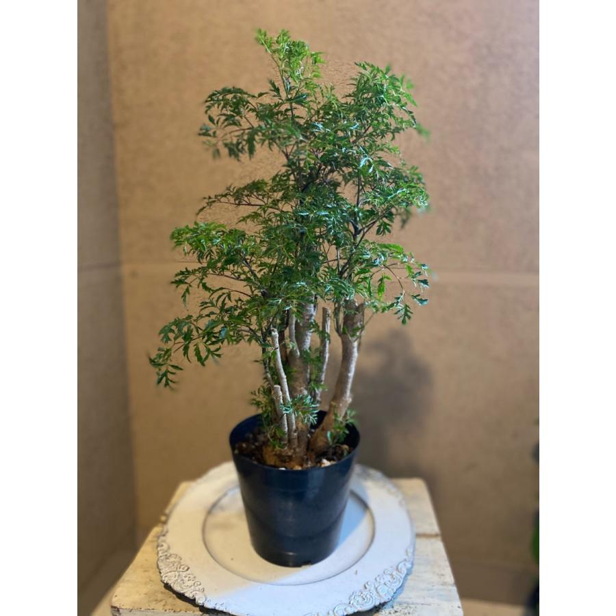 台湾もみじポリシャス フルチコーサ タイワンモミジ Kh05 A K G 通販 Yahoo ショッピング