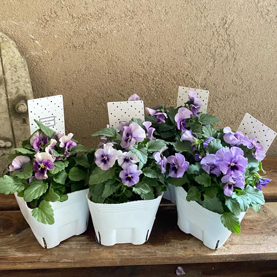北島園芸さん オリジナルビオラ |  | 01