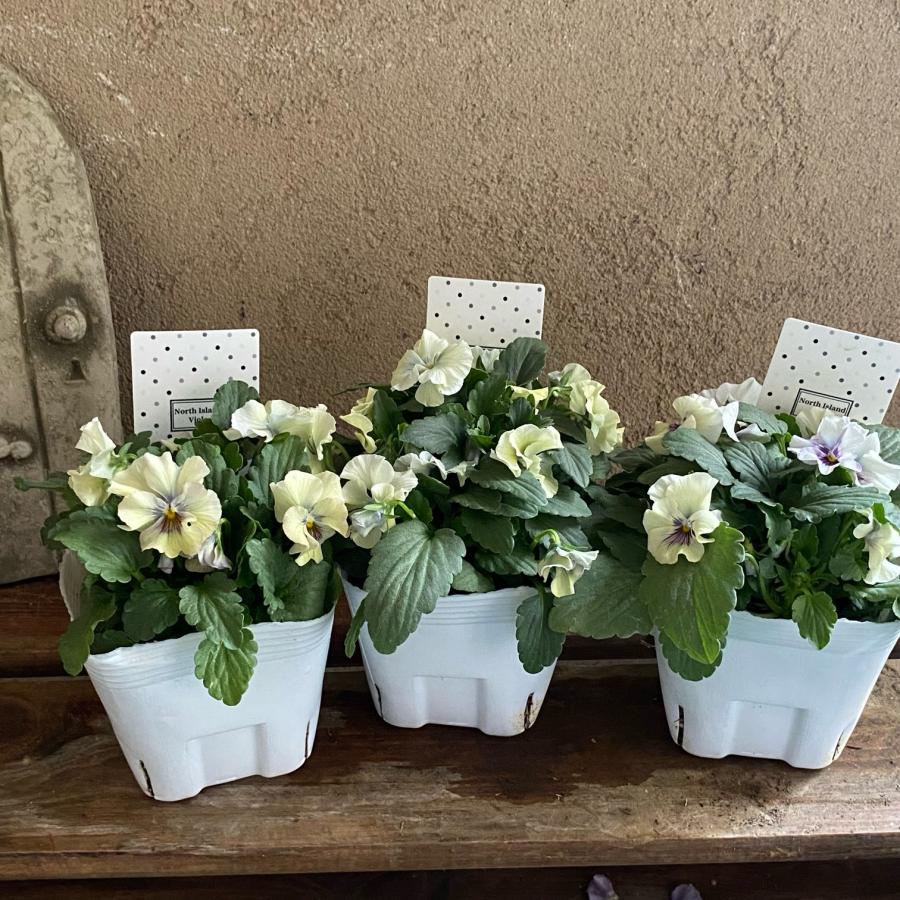 北島園芸さん オリジナルビオラ |  | 02