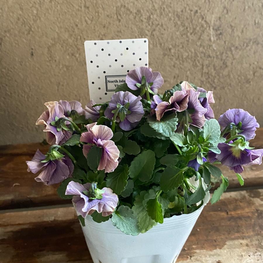 北島園芸さん オリジナルビオラ |  | 03