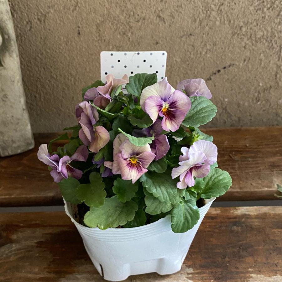 北島園芸さん オリジナルビオラ |  | 04