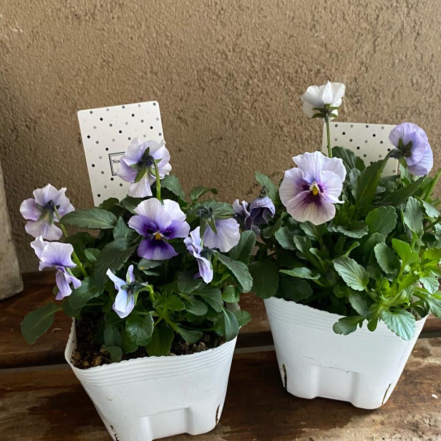 北島園芸さん オリジナルビオラ |  | 05