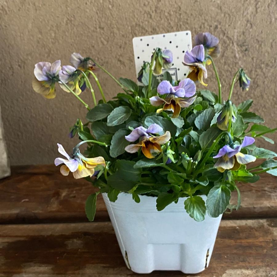 北島園芸さん オリジナルビオラ |  | 07