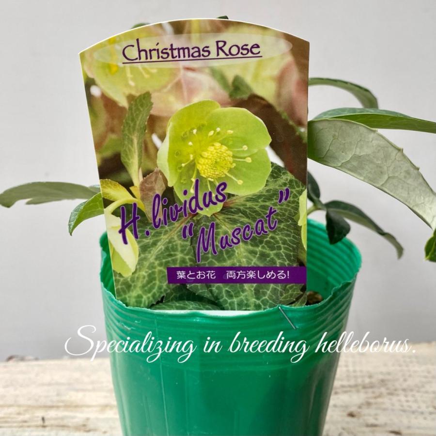 リヴィダス マスカット松村園芸さんのカラーリーフクリスマスローズ Kr02 A K G 通販 Yahoo ショッピング