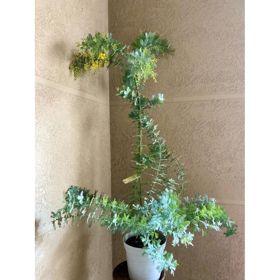 ②　アカシア　ミモザ「銀葉アカシア」8号特大苗木最高等級 ミモザアカシア 約2m 特大植木苗木 ギンヨウアカシア 銀葉アカシア