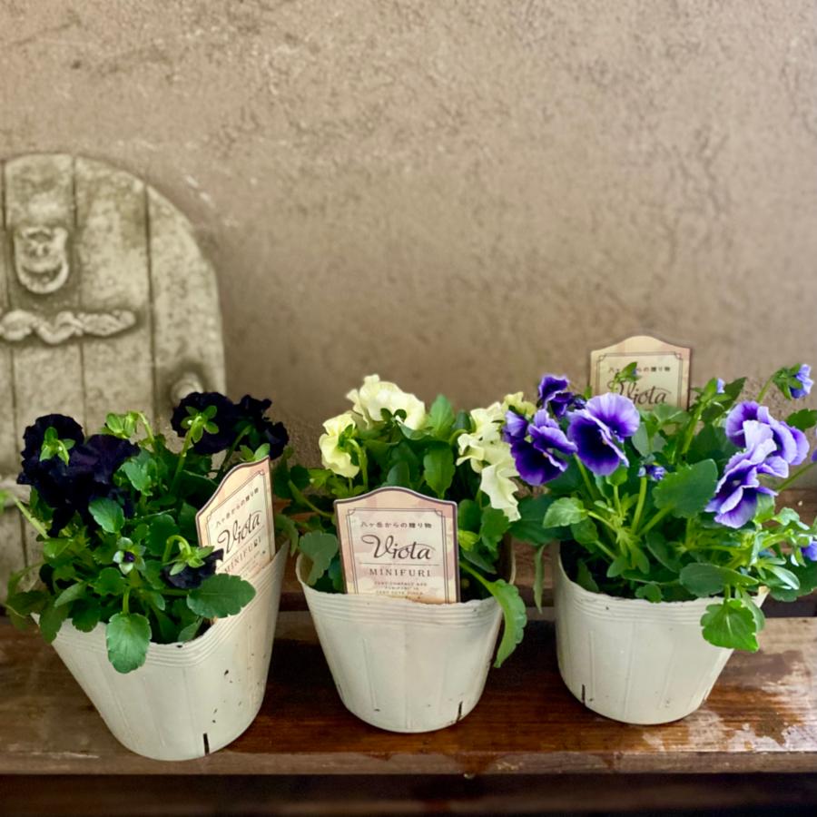tomi　ビオラ　2ポット ベジハナファームさんのビオラ2ポットミニフリ : a.k.g - 通販