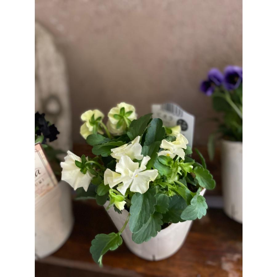 ベジハナファームさんのビオラ2ポットミニフリ : a.k.g - 通販