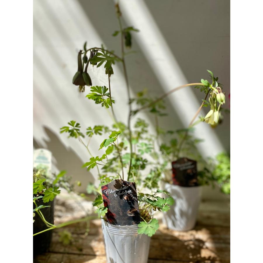 オダマキチョコレートソルジャー3号ロングポット姫苧環 Oda01 A K G 通販 Yahoo ショッピング