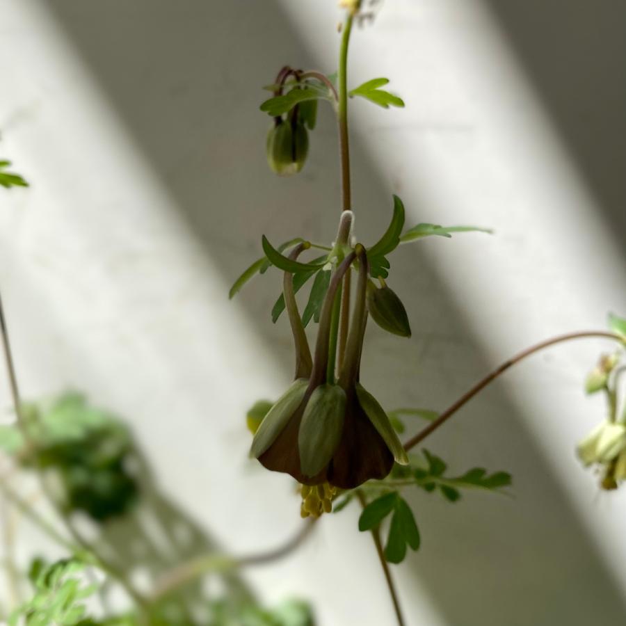 オダマキチョコレートソルジャー3号ロングポット姫苧環 Oda01 A K G 通販 Yahoo ショッピング