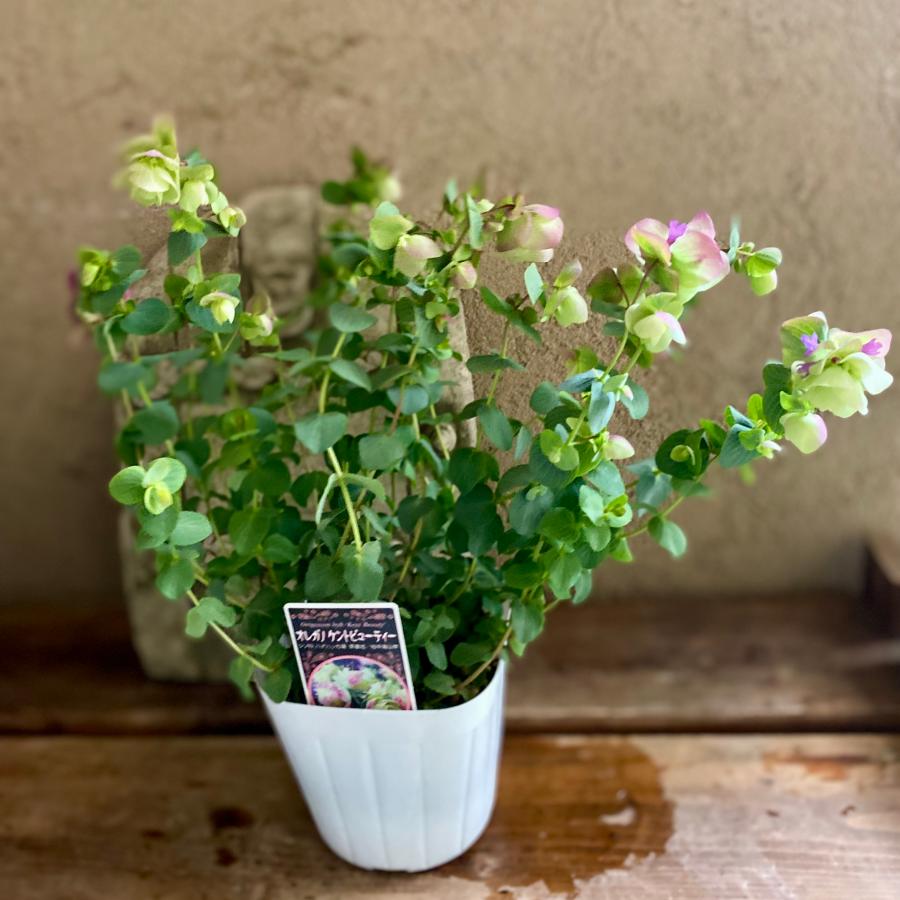 ♥宿根草♥育てやすく人気のハーブ♥オレガノケントビューティー♥ポットごと発送 楽天市場】宿根草 観賞用ハーブ オレガノ ケントビューティー 3