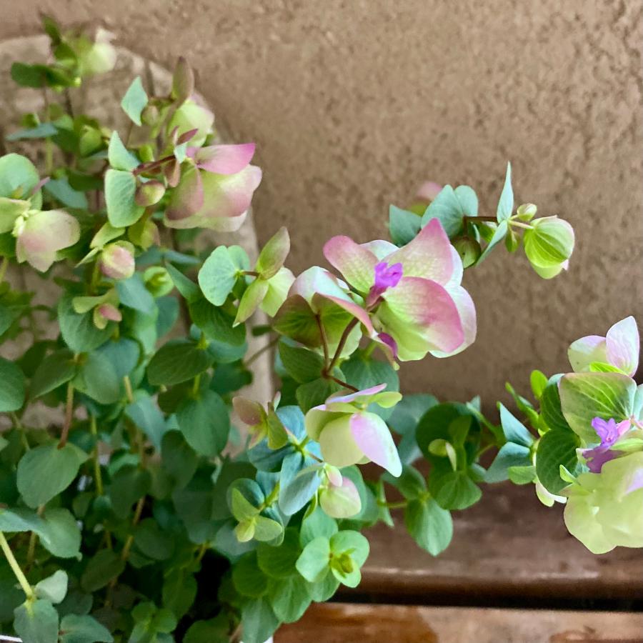 オレガノケントビューティー : a.k.g - 通販 - Yahoo!ショッピング