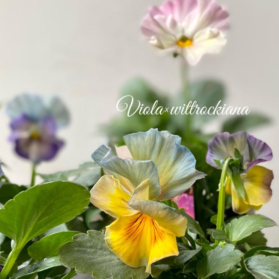 シエルブリエ お任せ4ポットセット大人気フリル咲パンジー : a.k.g