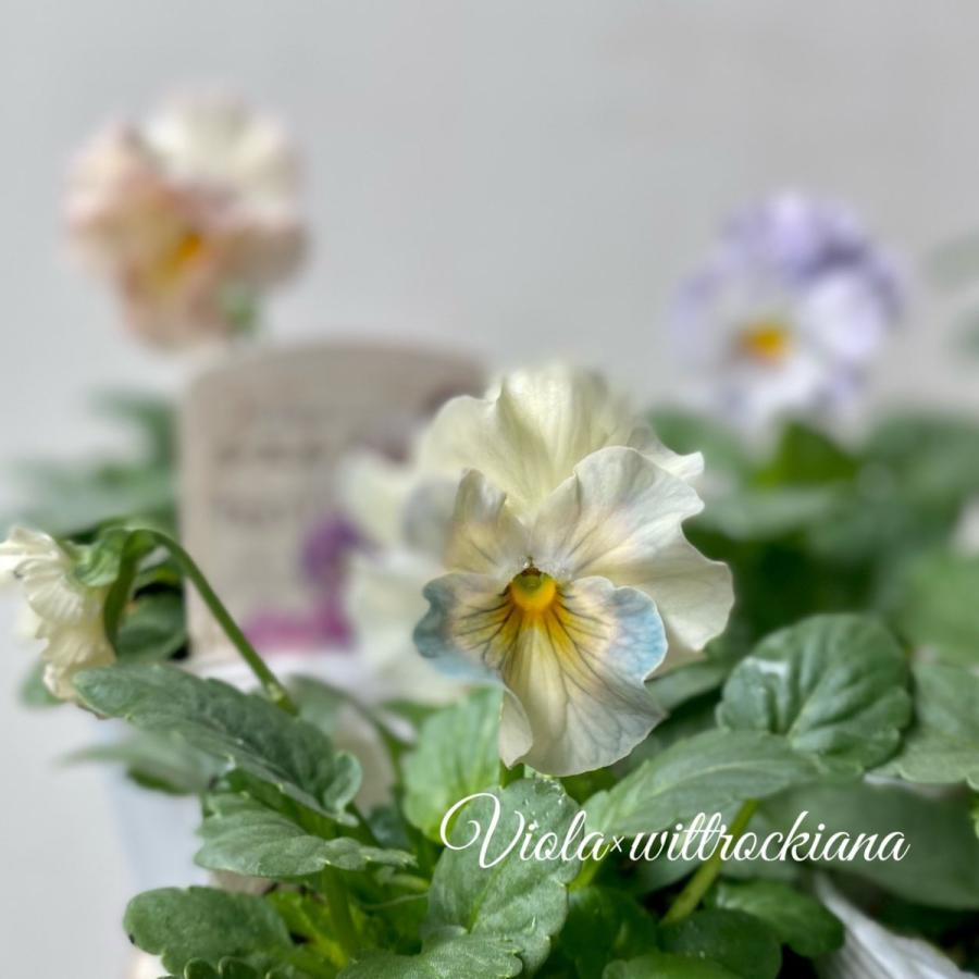 シエルブリエ お任せ4ポットセット大人気フリル咲パンジー : a.k.g