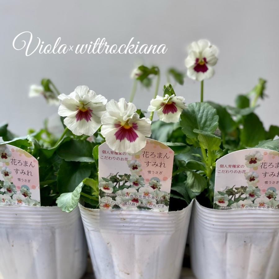 花ロマンすみれ雪うさぎパンジー Pan09 A K G 通販 Yahoo ショッピング