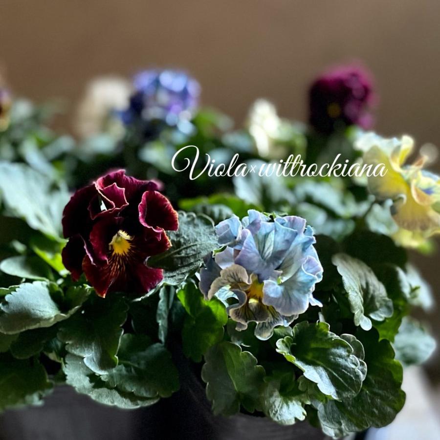 アンティークフリルパンジーフルール２個セット Pan11 A K G 通販 Yahoo ショッピング