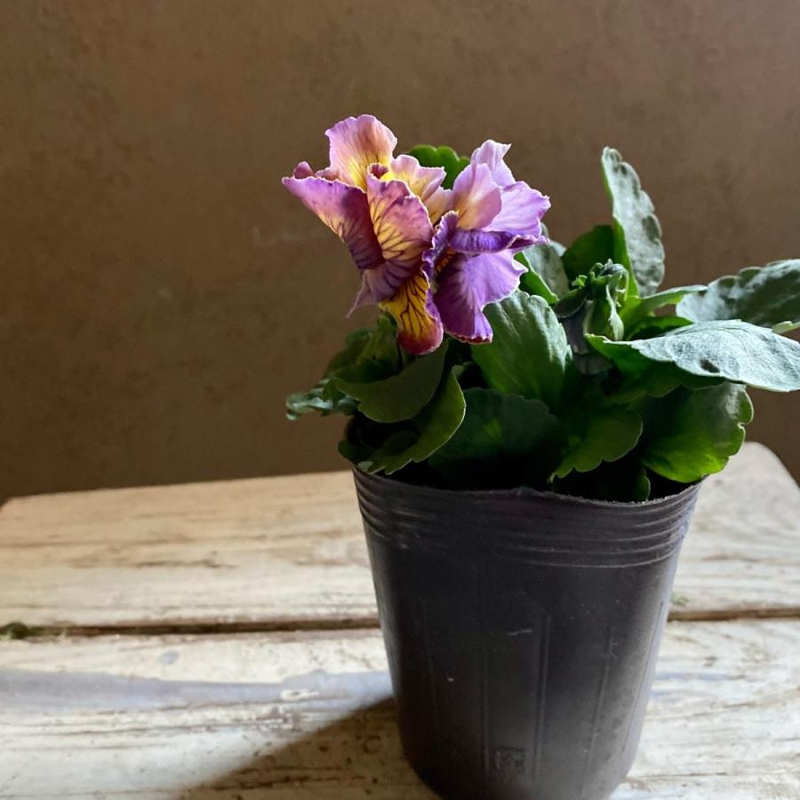 アンティークフリルパンジーフルール2個セット : a.k.g - 通販