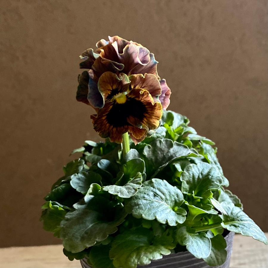 アンティークフリルパンジーフルール2個セット : a.k.g - 通販