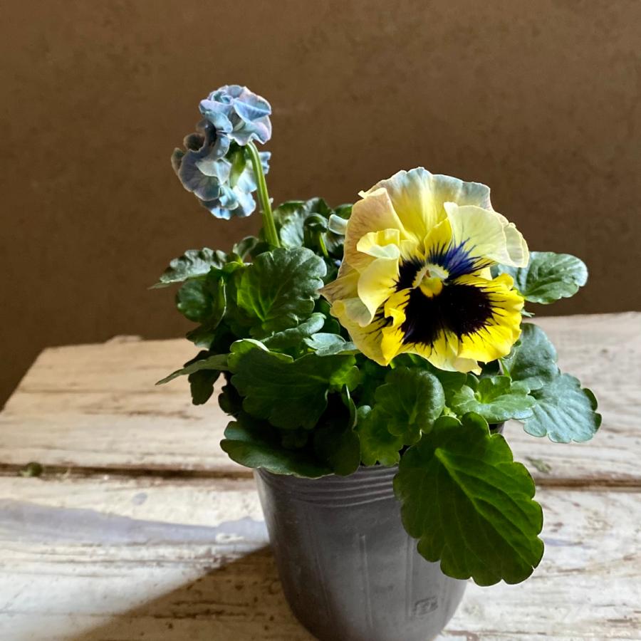 アンティークフリルパンジーフルール2個セット : a.k.g - 通販