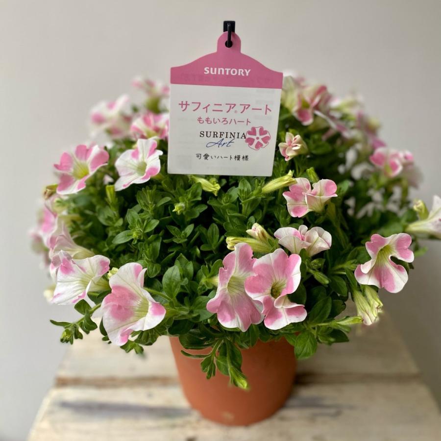 サントリーサフィニアアートももいろハート 5号鉢ペチュニア Pe06 A K G 通販 Yahoo ショッピング