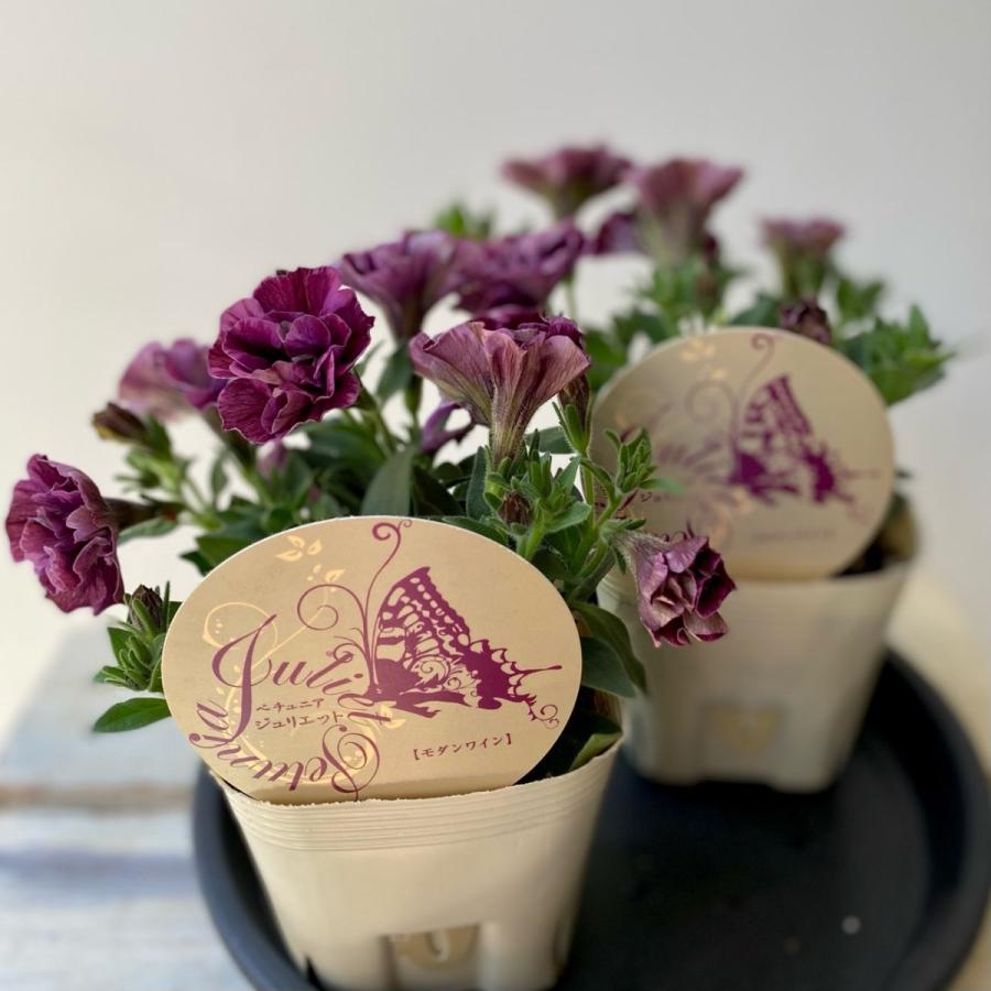 ペチュニアジュリエットモダンシリーズ3.5号ポット : a.k.g - 通販