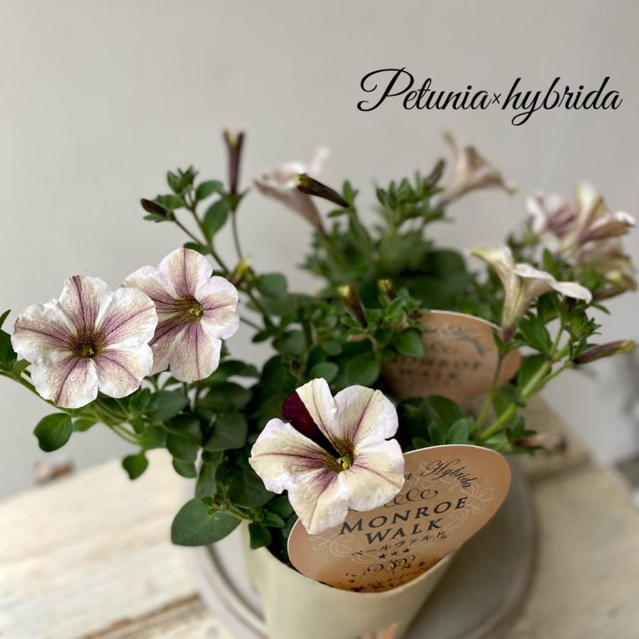 ペチュニアモンローウォーク3 5号ポット Pe11 A K G 通販 Yahoo ショッピング