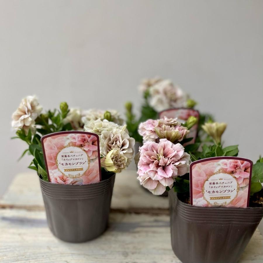 ホイップマカロンプレミアムカラー八重咲き栄養系モカモンブラン Pe17 A K G 通販 Yahoo ショッピング