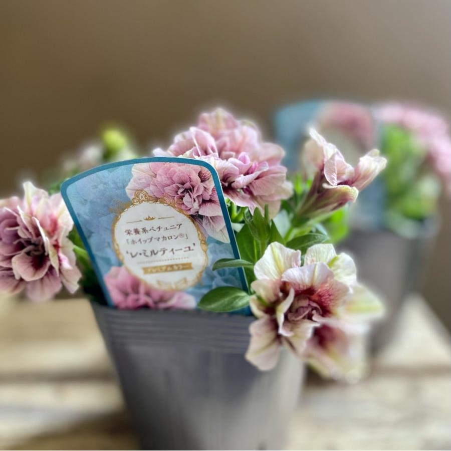 ホイップマカロンプレミアムカラー八重咲き栄養系ペチュニア モカ