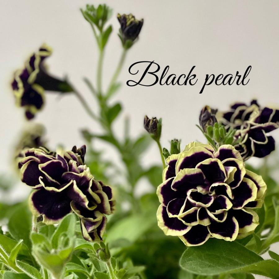 花衣藍染黒真珠 5号鉢ペチュニア Pe18 A K G 通販 Yahoo ショッピング