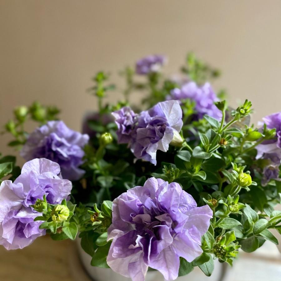 acca お花 限定ポニー カモンフラワードレスポニー | ACCA