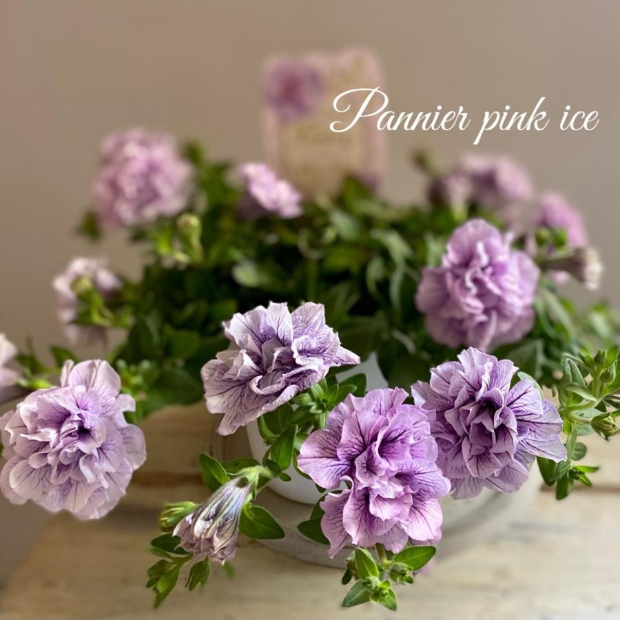 豪華八重咲きペチュニアパニエ4号鉢ピンクアイス Pe22 A K G 通販 Yahoo ショッピング