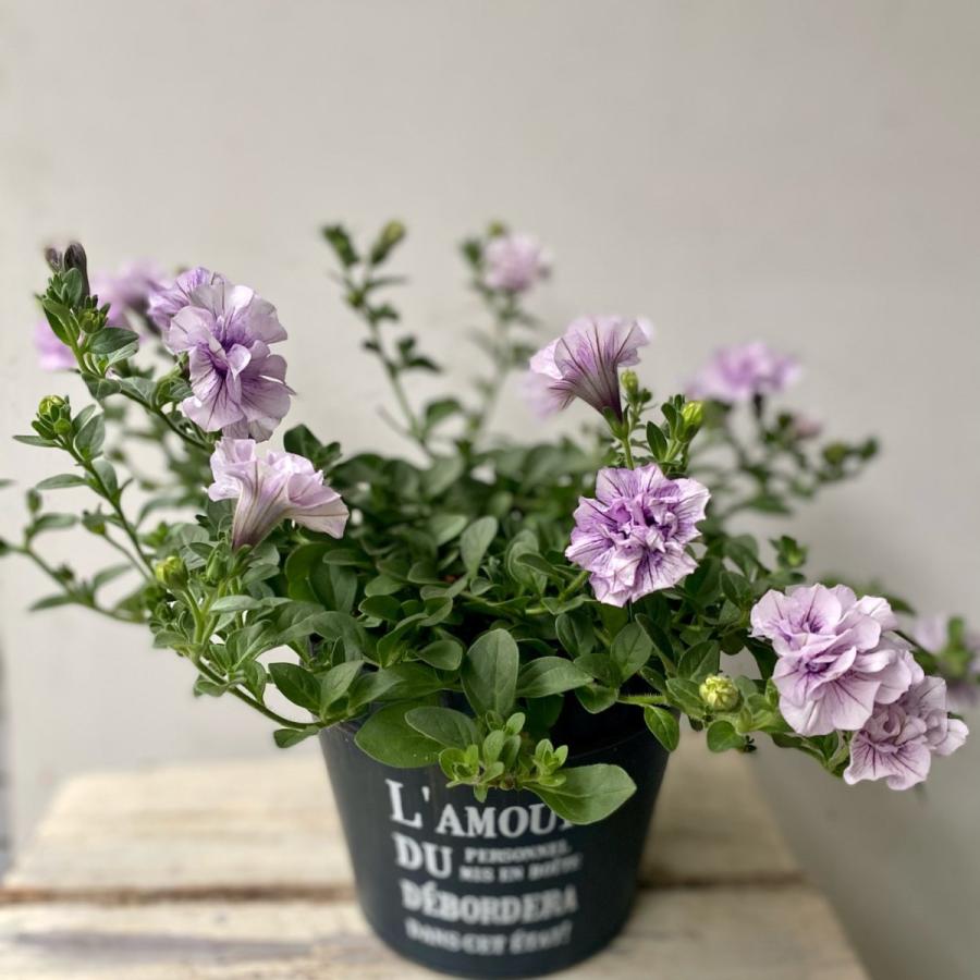 豪華八重咲きペチュニアパニエラベンダーブリキ鉢植え Pe26 A K G 通販 Yahoo ショッピング