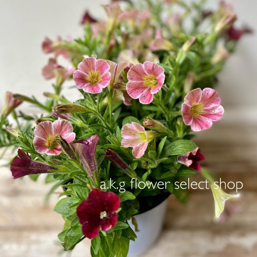 花日和さんの小輪ペチュニア2株植え マーブルトルテ Pe37 A K G 通販 Yahoo ショッピング