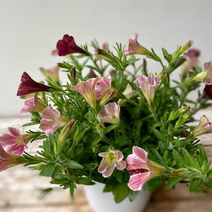 花日和さんの小輪ペチュニア2株植え マーブルトルテ Pe37 A K G 通販 Yahoo ショッピング