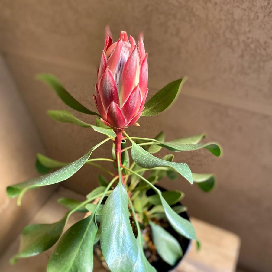 キングプロテアリトルプリンス花１つ Protea01 A K G 通販 Yahoo ショッピング