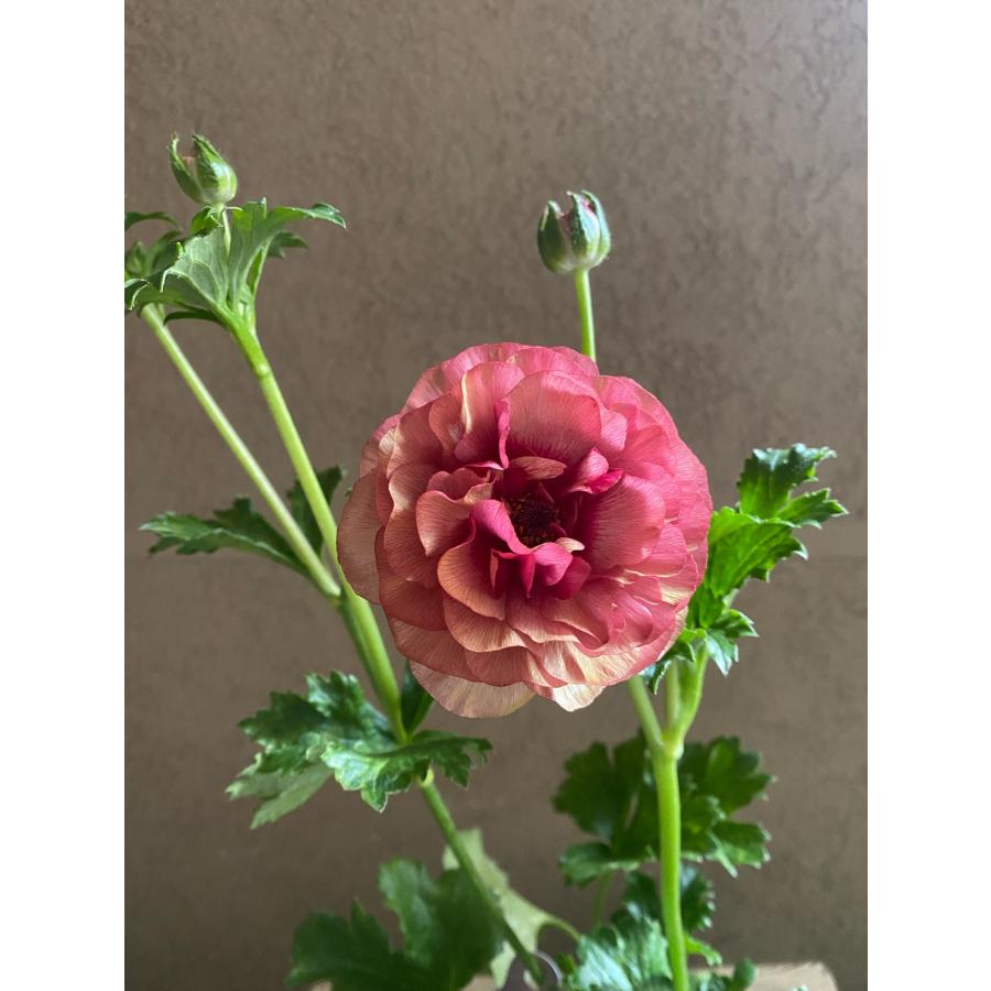 ラナンキュラスラックス アイオリア : a.k.g - 通販 - Yahoo!ショッピング