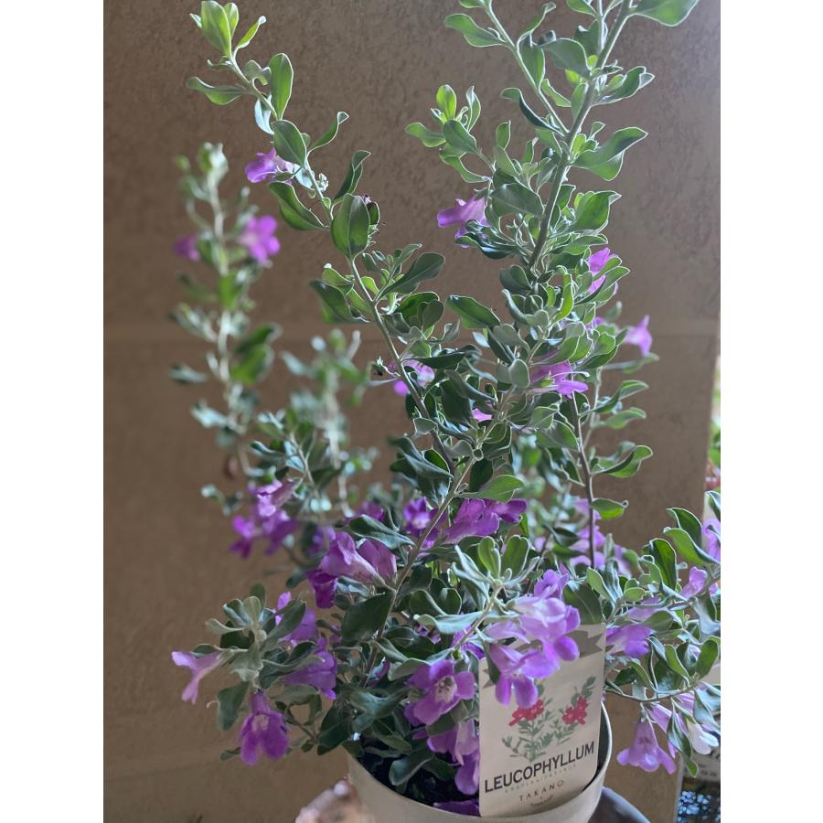 レウコフィルム フルテスケンス 4号鉢 : a.k.g - 通販 - Yahoo